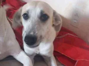 Cachorro raça sem raça definida idade 7 a 11 meses nome Thor