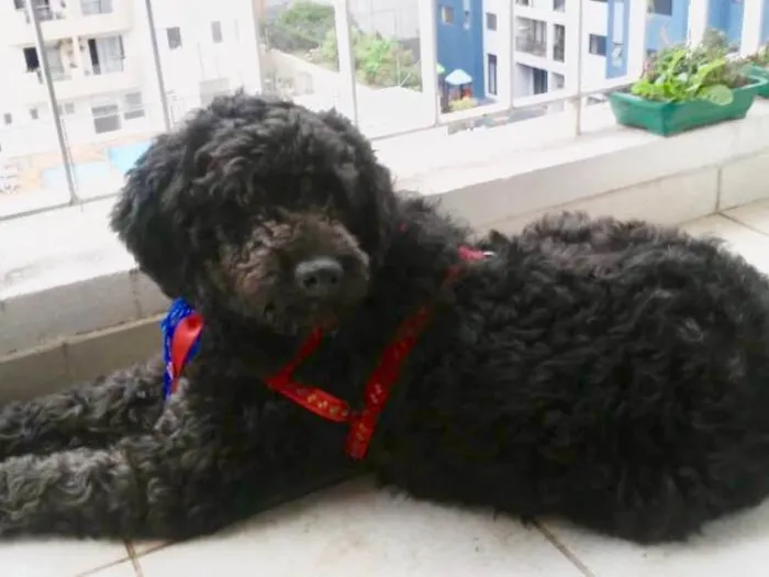 Cachorro ra a Mix Poodle  idade 3 anos nome Bilú 