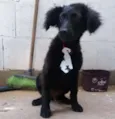 pele