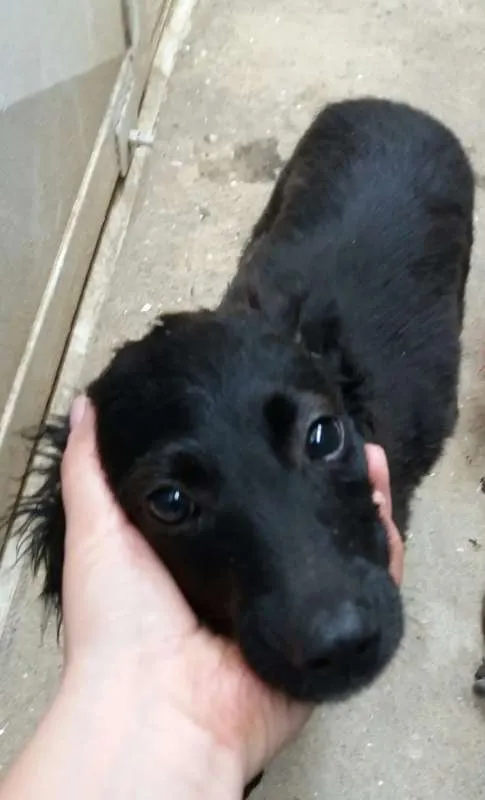 Cachorro ra a viralata idade 2 a 6 meses nome pele