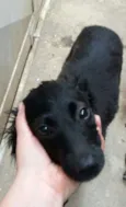 pele