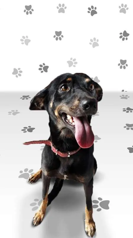 Cachorro ra a SRD idade 2 anos nome SPIKE