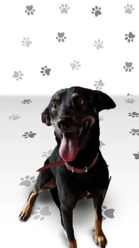 Cachorro ra a SRD idade 2 anos nome SPIKE