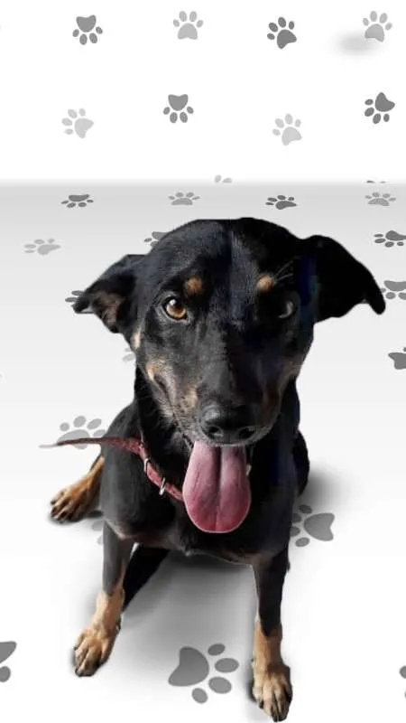 Cachorro ra a SRD idade 2 anos nome SPIKE