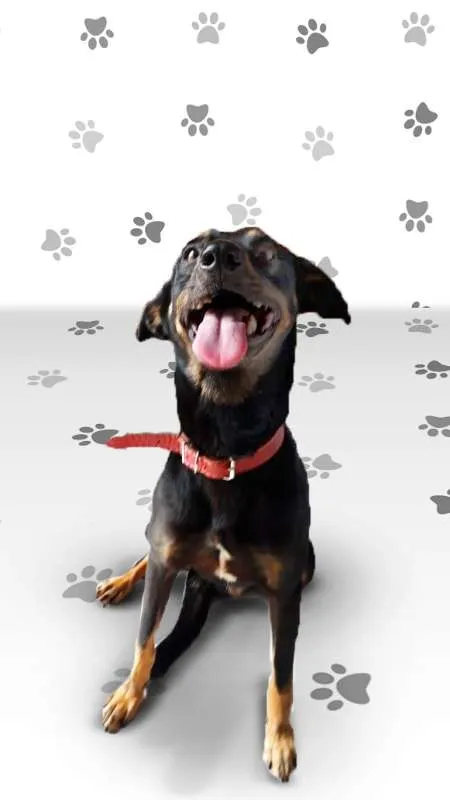 Cachorro ra a SRD idade 2 anos nome SPIKE