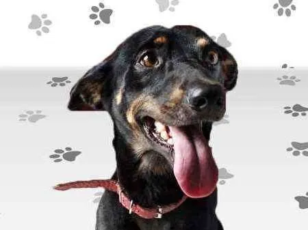 Cachorro ra a SRD idade 2 anos nome SPIKE