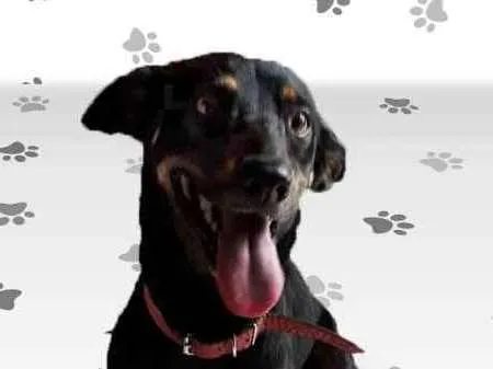 Cachorro ra a SRD idade 2 anos nome SPIKE