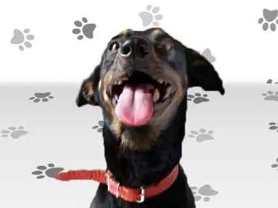 Cachorro ra a SRD idade 2 anos nome SPIKE
