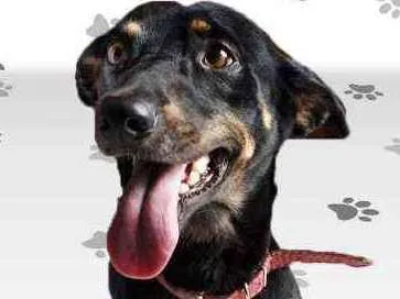 Cachorro ra a SRD idade 2 anos nome SPIKE