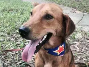 Cachorro raça SRD idade 1 ano nome CARAMELO