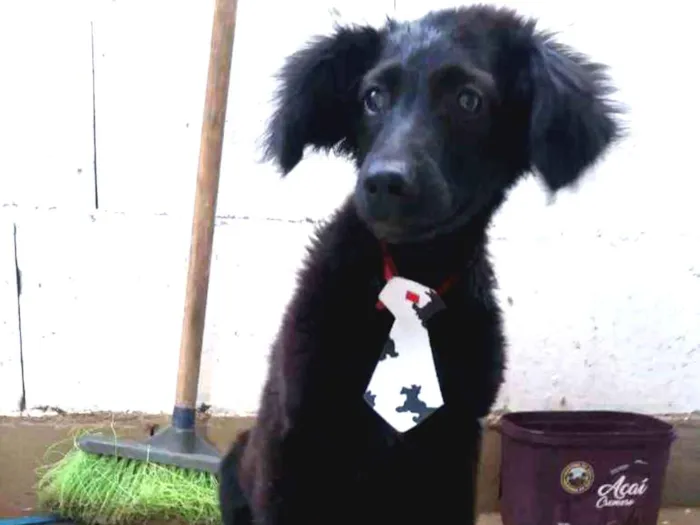 Cachorro ra a viralata idade 2 a 6 meses nome pele