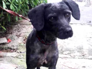 Cachorro raça Srd idade 1 ano nome Dino