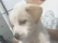 Bili e xodó