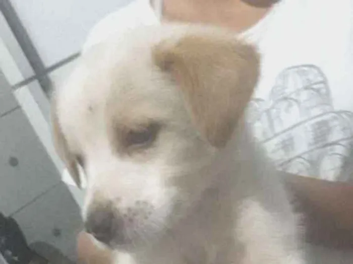 Cachorro ra a Indefinida idade 2 a 6 meses nome Bili e xodó