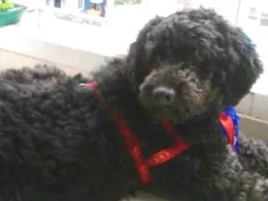 Cachorro raça Mix Poodle  idade 3 anos nome Bilú 