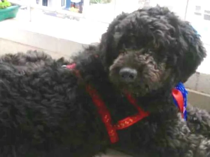 Cachorro ra a Mix Poodle  idade 3 anos nome Bilú 