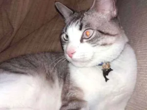 Gato raça Indefinida idade 3 anos nome Ninho