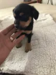   Bebezinhos