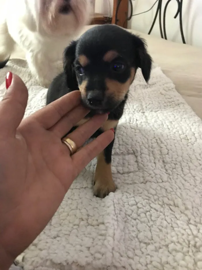 Cachorro ra a Vira latas idade 2 a 6 meses nome   Bebezinhos