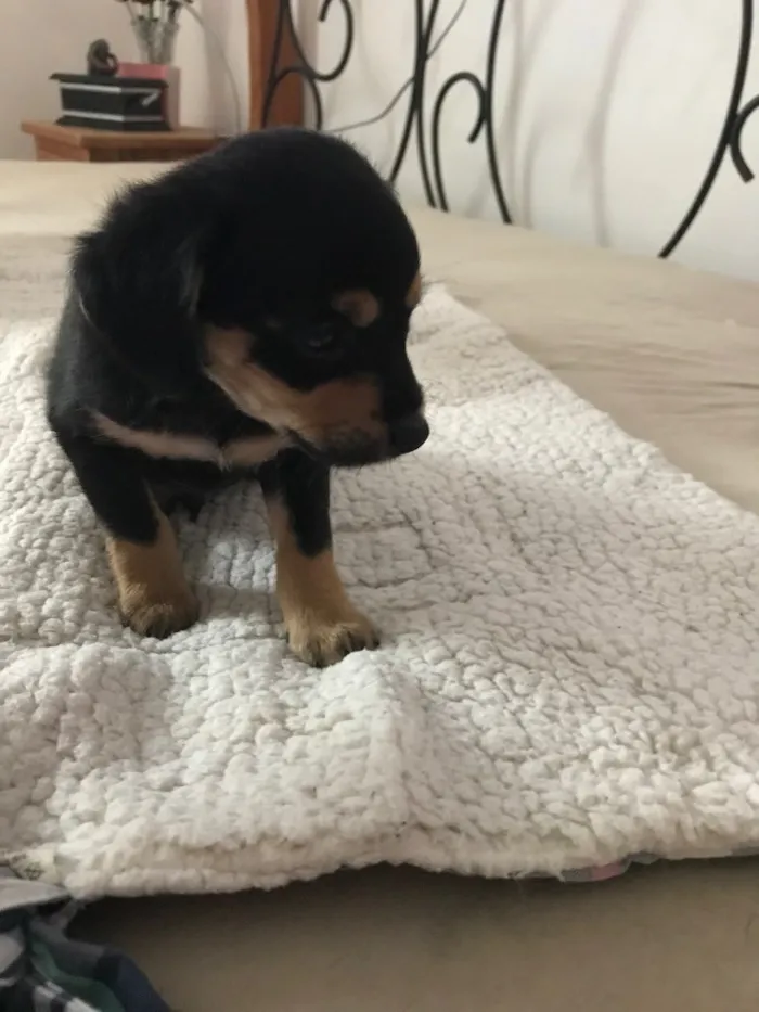 Cachorro ra a Vira latas idade 2 a 6 meses nome   Bebezinhos