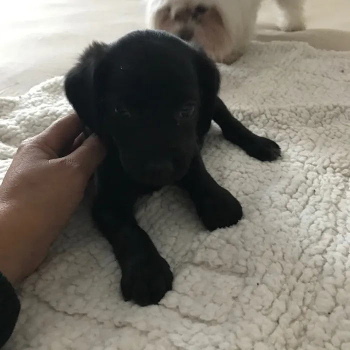 Cachorro ra a Vira latas idade 2 a 6 meses nome   Bebezinhos