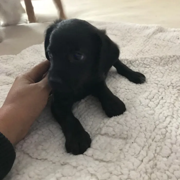 Cachorro ra a Vira latas idade 2 a 6 meses nome   Bebezinhos