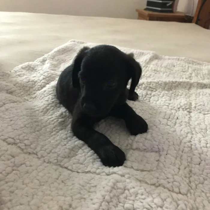 Cachorro ra a Vira latas idade 2 a 6 meses nome   Bebezinhos