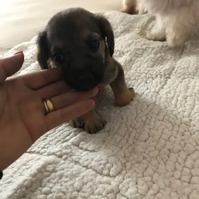 Cachorro ra a Vira latas idade 2 a 6 meses nome   Bebezinhos
