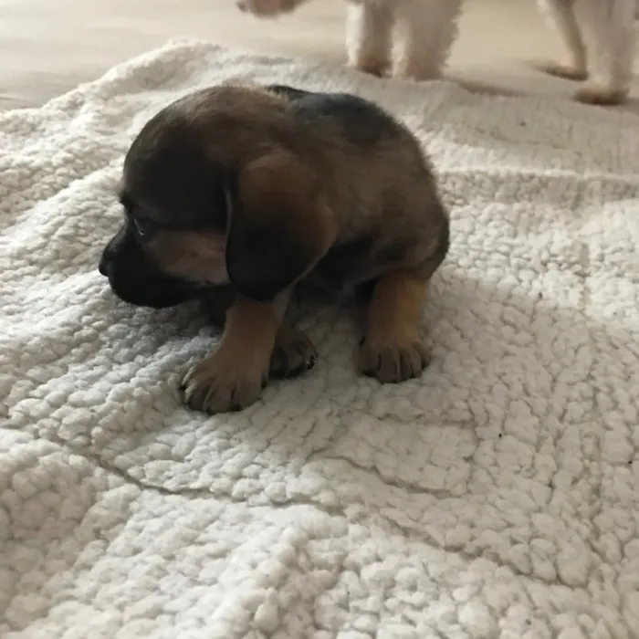 Cachorro ra a Vira latas idade 2 a 6 meses nome   Bebezinhos
