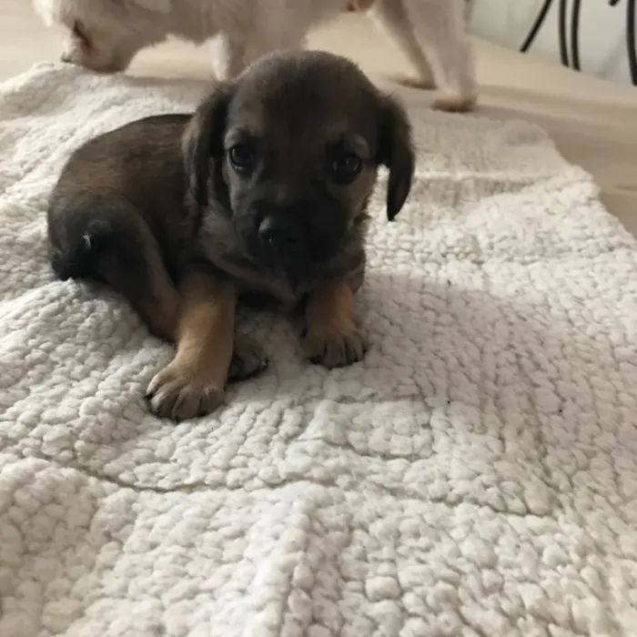 Cachorro ra a Vira latas idade 2 a 6 meses nome   Bebezinhos