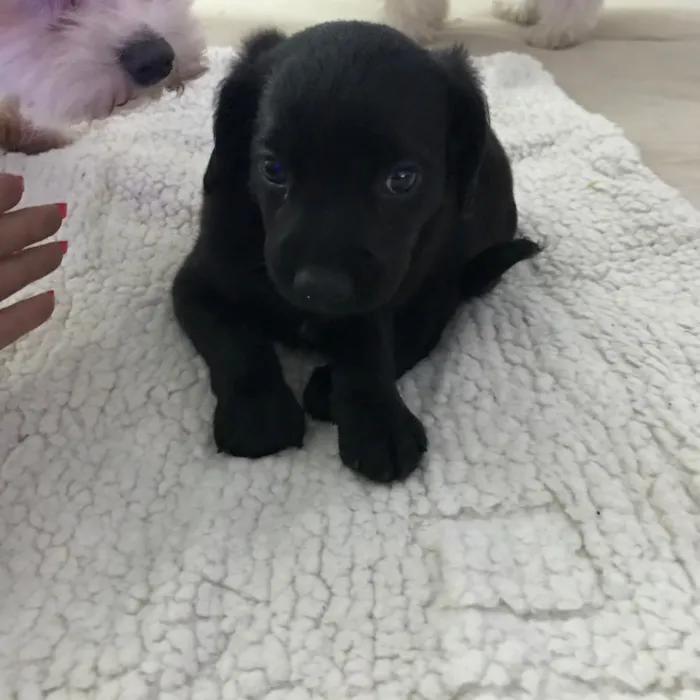 Cachorro ra a Vira latas idade 2 a 6 meses nome   Bebezinhos