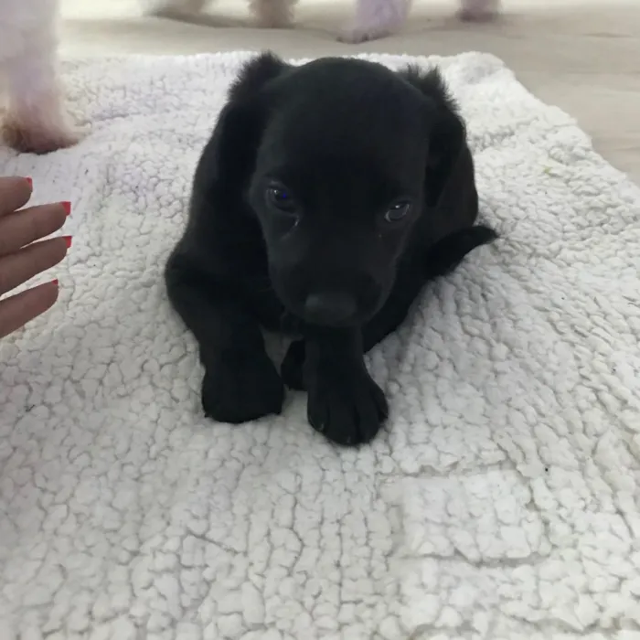 Cachorro ra a Vira latas idade 2 a 6 meses nome   Bebezinhos