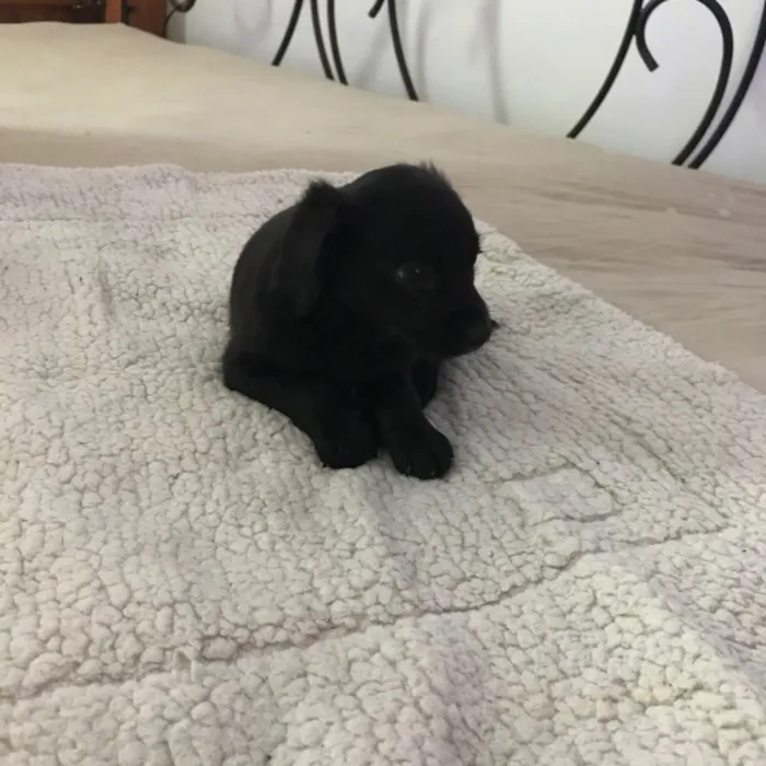 Cachorro ra a Vira latas idade 2 a 6 meses nome   Bebezinhos