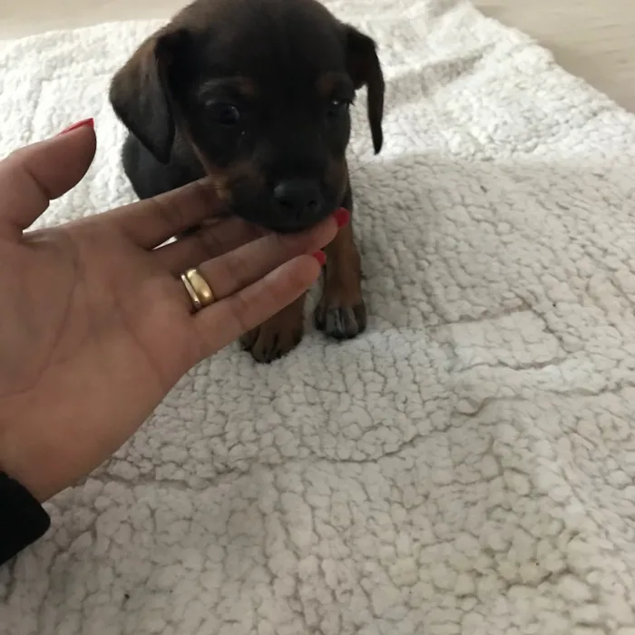 Cachorro ra a Vira latas idade 2 a 6 meses nome   Bebezinhos