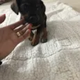   Bebezinhos