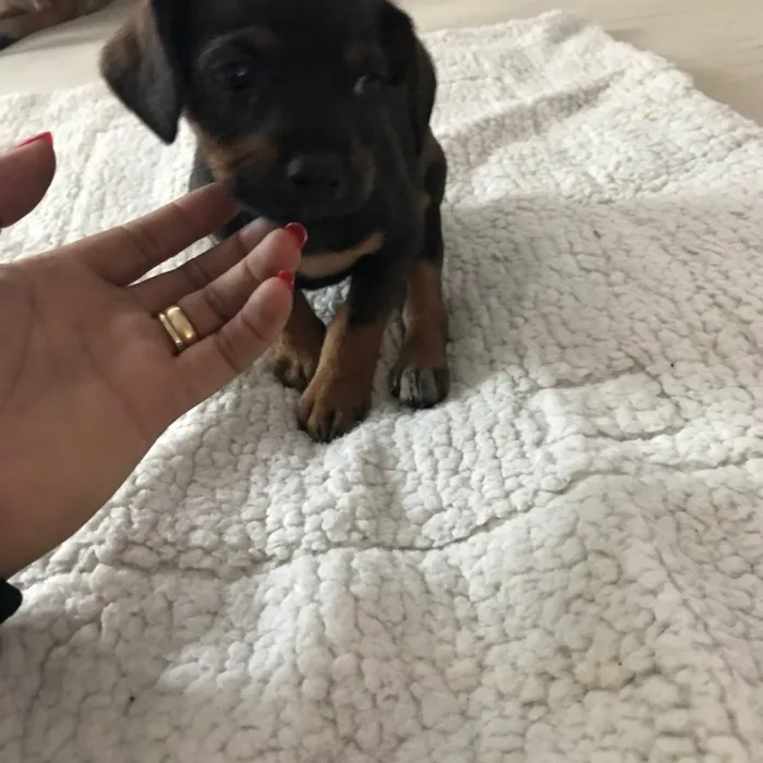 Cachorro ra a Vira latas idade 2 a 6 meses nome   Bebezinhos