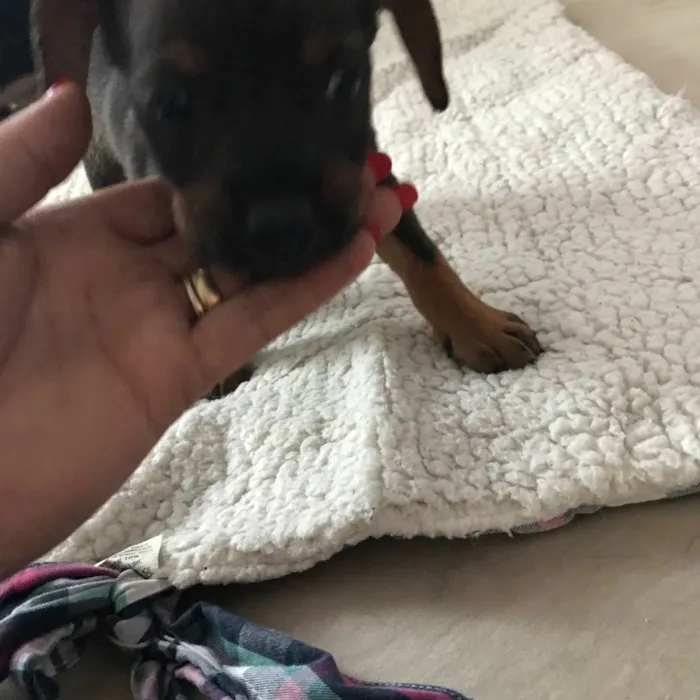 Cachorro ra a Vira latas idade 2 a 6 meses nome   Bebezinhos