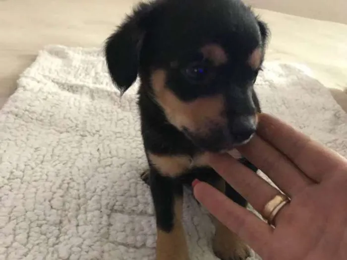 Cachorro ra a Vira latas idade 2 a 6 meses nome   Bebezinhos