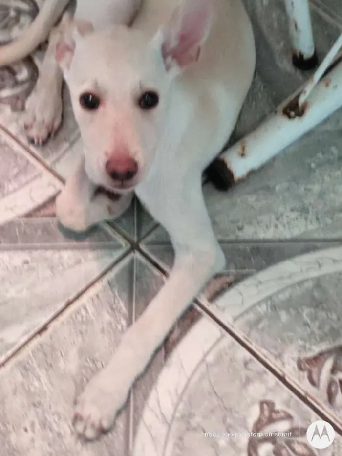 Cachorro raça Indefinido idade 2 a 6 meses nome Eloá