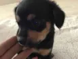   Bebezinhos