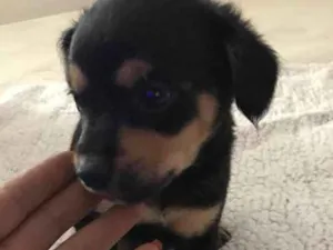 Cachorro raça Vira latas idade 2 a 6 meses nome   Bebezinhos