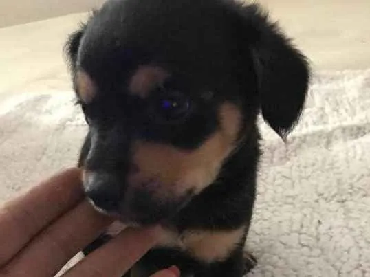 Cachorro ra a Vira latas idade 2 a 6 meses nome   Bebezinhos