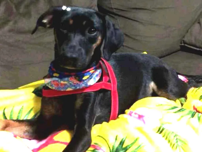 Cachorro raça Srd idade 7 a 11 meses nome Estela