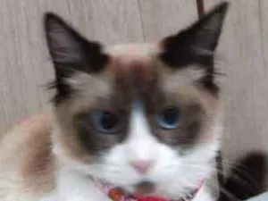 Gato raça SRD idade 2 a 6 meses nome FRANCISCA