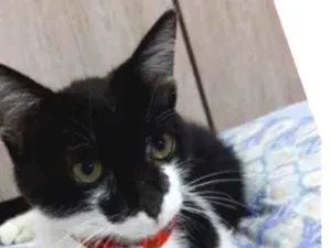 Gato raça srd idade 2 a 6 meses nome PANDORA