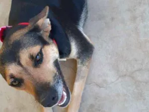 Cachorro raça Srd idade 1 ano nome Belinha