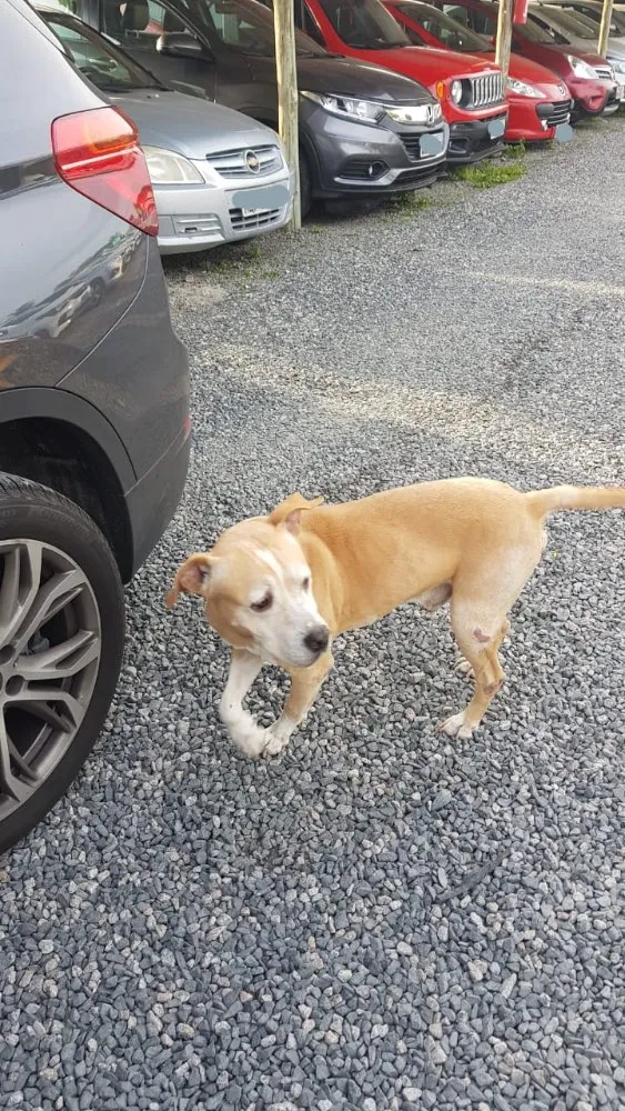 Cachorro ra a Mix idade 5 anos nome Sem nome 