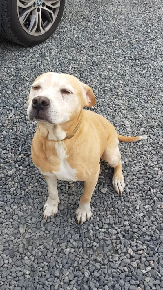 Cachorro ra a Mix idade 5 anos nome Sem nome 