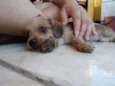 Simba
