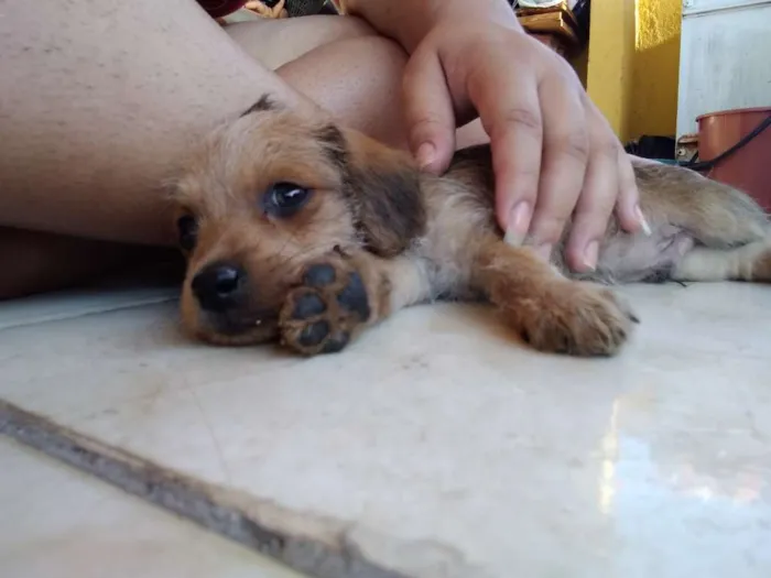 Cachorro raça Shitzu misturado com viralata idade Abaixo de 2 meses nome Simba